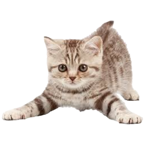 Животные